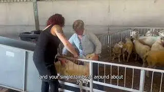 Stirlingshire Monitor Farm - Lamb Weaning with Emily Grant Summer Open Meeting 2025