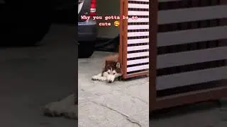 Прекрасная хаски ❤️ #милыйпитомец #милый #хаски #сибирскаяхаски