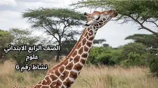 اي الفرق بين شجره السنط وشجره الكابوك علوم رابعه ابتدائي