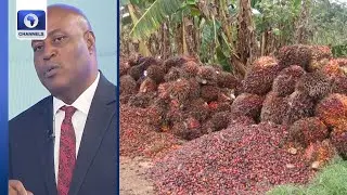 Palm Production Can Solve Nigeria's Economic Challenges - MD, Okitipupa Oil Palm Plc