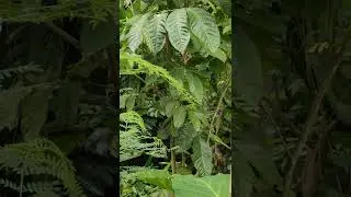 Lanzones fruit plant #shorts