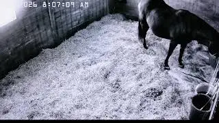 Foal Watch Live Cam 01.27.2026