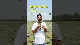 WHITE DIAMOND 💎 OF INDIA 🇮🇳 #makhana #farmers #bihar #youtubeshorts #shorts #agriculture