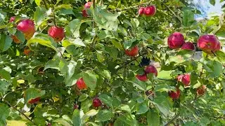 Dwarf Red Delicious Apple Tree - September 2025