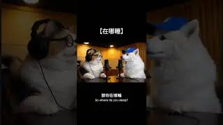 【在哪睡】如果寵物在背後吐槽你 pet podcast shorts funny #ai #cats #dogs #funny #podcast #雙語 #animallife #pets #搞笑