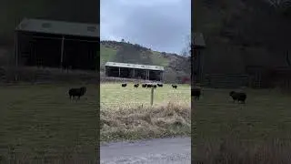 Cute funny sheep playing
