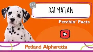 Puppy Alert! Dalmatian Facts That Will Melt Your Heart