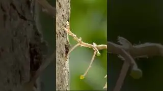 Это растение двигается. И это выглядит неправильно #природа