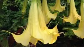 Amazing, exotic  Tropical Flowering tree Angel Trumpet Brugmansia Aurea On Vancouver Island Canada