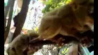 Bohol Tarsier eating cricket