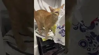 M&oacute;n tủ đ&oacute; 🥹 nhai riết th&agrave;nh m&egrave;o m&igrave;nh d&acirc;y lu&ocirc;n kkk #3conmeota #m&egrave;o #catsofreel