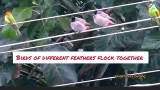 Birds of different feathers flock together #Beeeaters#treepie#redventedbulbul enjoying the#rain