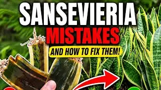 || MOST IMPORTANT MISTAKE DONE BY  A BEGINNERS ||  SNAKE PLANT PROPAGATION ||