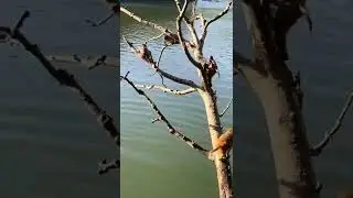 Let go Swimming #monkey