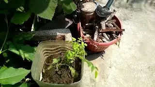 Can curry leaf plants bring bad luck or death? | Curry patte ke paudhe  mrtyu  la sakte hain?