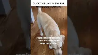 Counter Surfing Dog Training