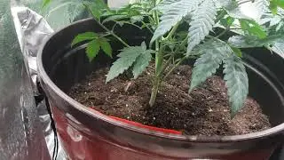 Rid of the runt, week 9 update.