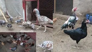Sardiyo ki tayri chicken ki kiya #birds 