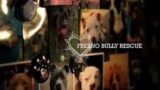 Fresno Bully Rescue - 