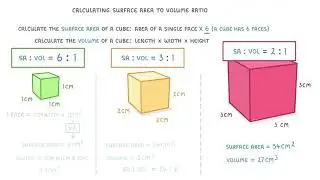 Surface Area To Volume Ratio | GCSE Biology | Propello