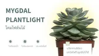 MINI PROJECT | Mygdal plant light โคมไฟต้นไม้