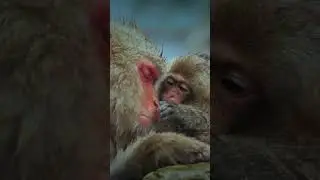 Steam, snow, and snuggles ❄️ ❤️ #Macaques #Japan #SnowMonkey #Shorts