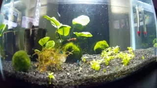 Shrimp Live Stream