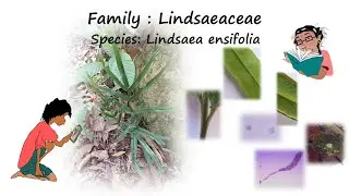 Fern species Lindsaea ensifolia from the family Lindsaeceae