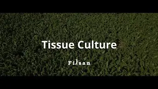 Filsan - Tissue Culture