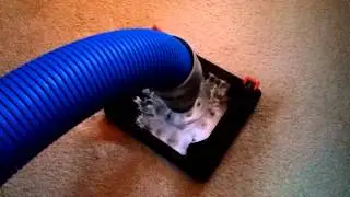 Pet urine / odor removal - C&S Cleaning Services, LLC
