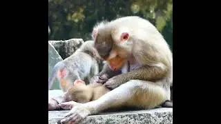 The best NEWS ! baby Angela seizure scream so loud when Libby stop grooming with her   oh good girl