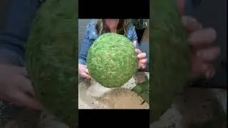 How to create an Easter bunny moss topiary