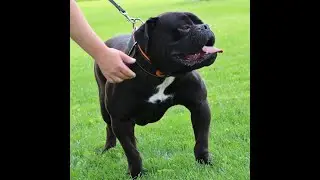 Evolution Bulldogges Big Ramy