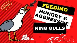 feeding HUNGRY & AGGRESSIVE birds