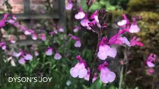 Mexican salvia varieties oh my!