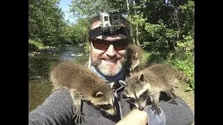 Incredible baby raccoon encounter