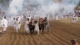 kala Kabootar Muhty Alla