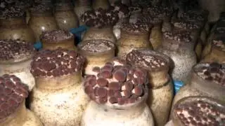 Mycopia - Velvet Pioppini time lapse