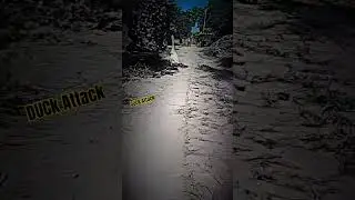 😡Angry DUCK Attack🤣😂village duck/#shortsvideo##viralvideo#