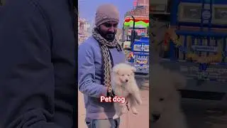 my new baby dog... #shortvideo #viralvideo #love