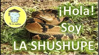 ¡Hola! Soy la Shushupe