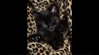 *FREE* JOEYY X CR1TTER X PLUGG X JERK TYPE BEAT || CUTE CAT IN A BLANKET (PROD. CASPYY)