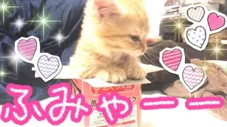 子猫の茶々くんが空き箱で遊ぶ姿が可愛すぎる！ #子猫 #マンチカン