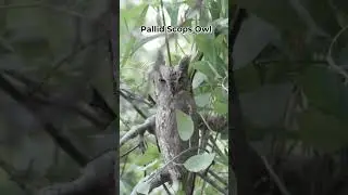 🦉 Owls of Velavadar | Blackbuck Safari Lodge 🌿