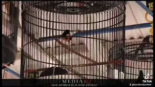 EFEK MINYAK KELABANG SUPER JOS