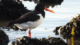 Ostrygojad / Oystercatcher