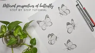 How to draw a butterfly. Different perspectives of butterfly drawing. Step by step tutorial.