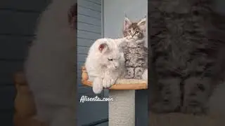 Титан и Ватрушка #котята #мейнкун #mainecoon #kitten #cat #pets #питомникалисента
