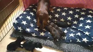 Fannys ny b&auml;dd uppe p&aring; tassarna. Tre och en halv vecka.