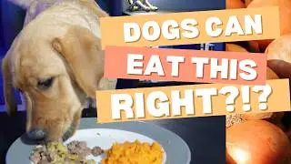 Can Dogs Eat Liver and Onions? Our Yellow Lab Puppy Did! 🐶 ASMR Eating